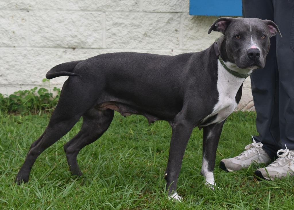 Enlarge Coraline, a Adoptable mixed breed in Kingsland, GA image 2/5