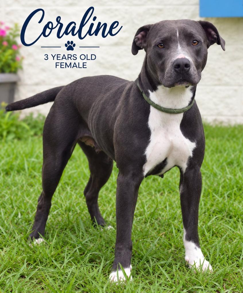 Enlarge Coraline, a Adoptable mixed breed in Kingsland, GA image 3/5