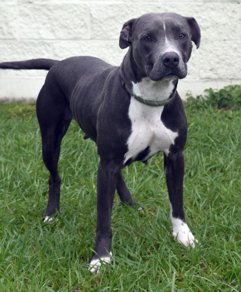 Enlarge Coraline, a Adoptable mixed breed in Kingsland, GA image 4/5