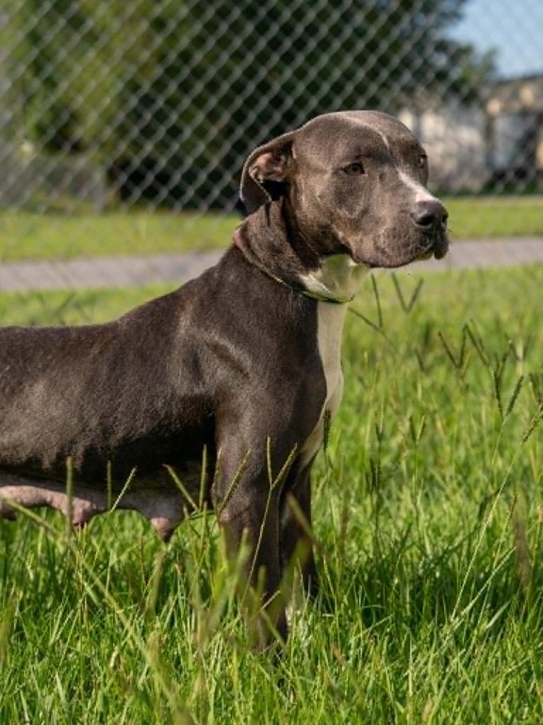 Enlarge Coraline, a Adoptable mixed breed in Kingsland, GA image 5/5