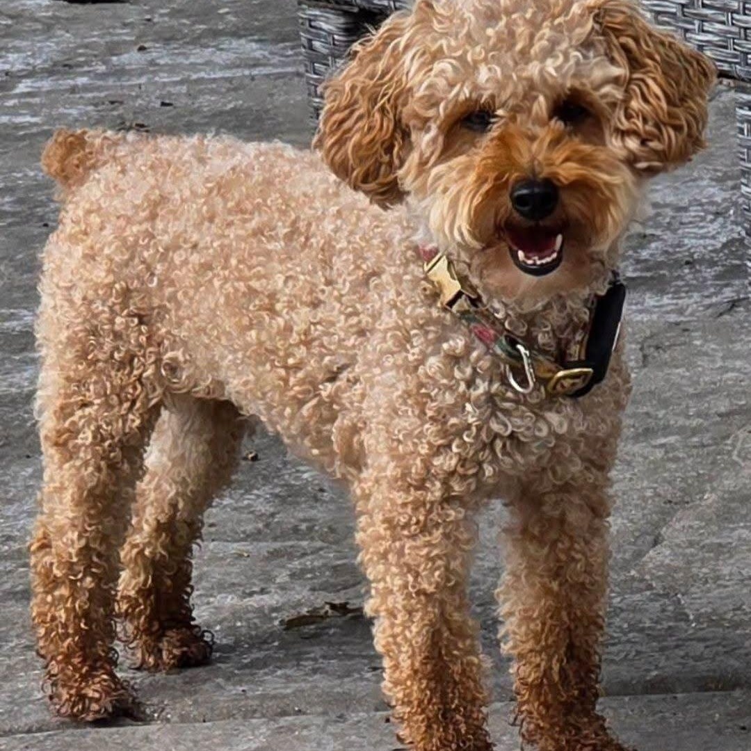 Gentry, Adoptable, Young Female Poodle.