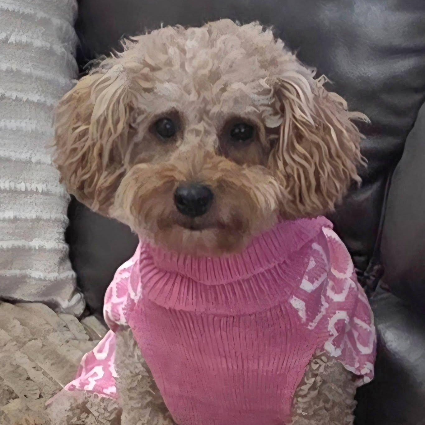 Enlarge Gentry, a Adoptable Poodle in Hartland, WI image 4/6