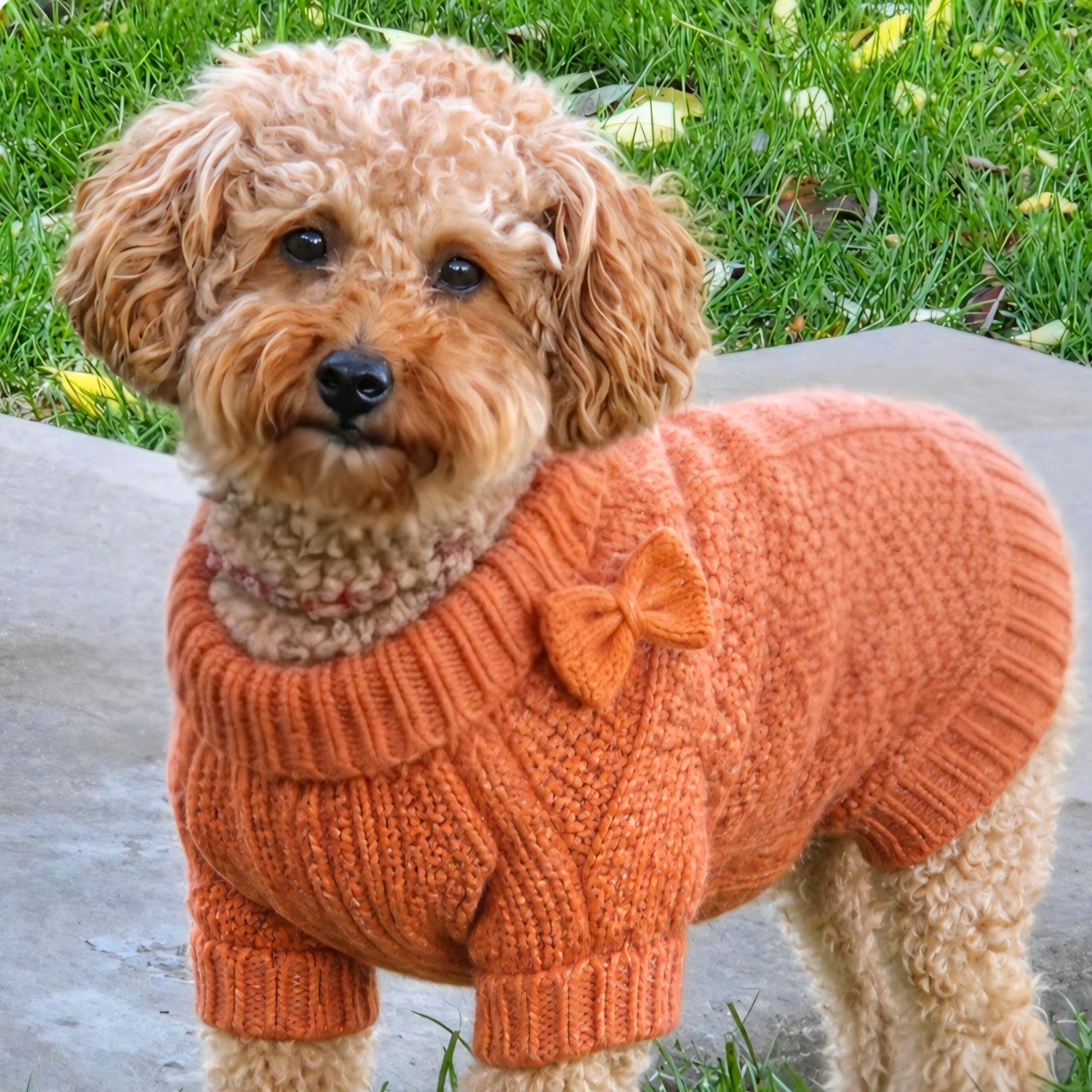 Enlarge Gentry, a Adoptable Poodle in Hartland, WI image 2/6