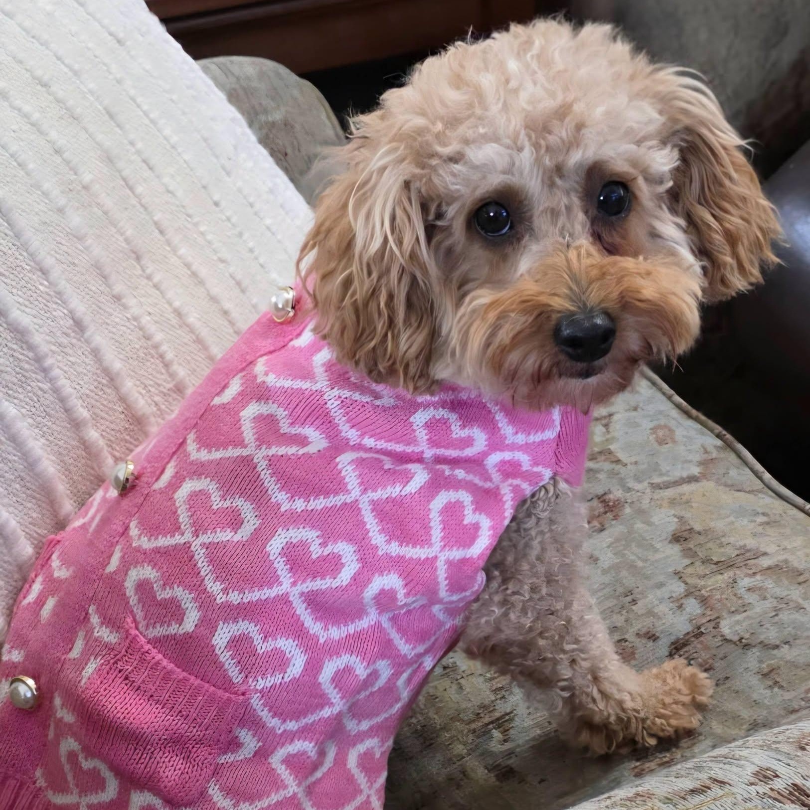 Enlarge Gentry, a Adoptable Poodle in Hartland, WI image 3/6