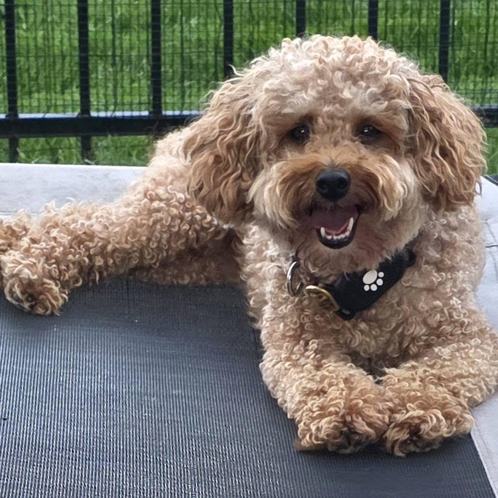 Enlarge Gentry, a Adoptable Poodle in Hartland, WI image 3/6
