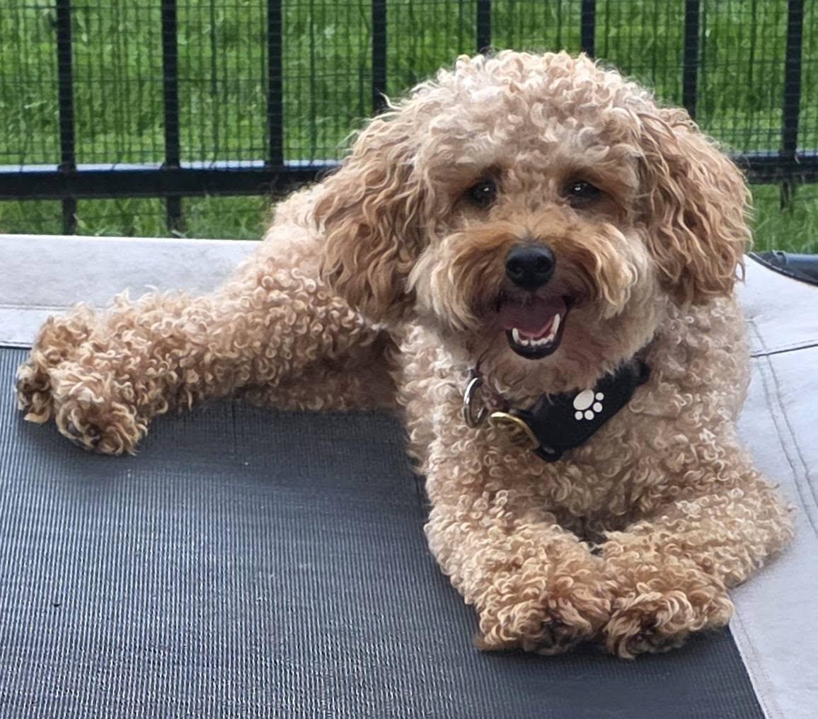 Enlarge Gentry, a Adoptable Poodle in Hartland, WI image 1/6