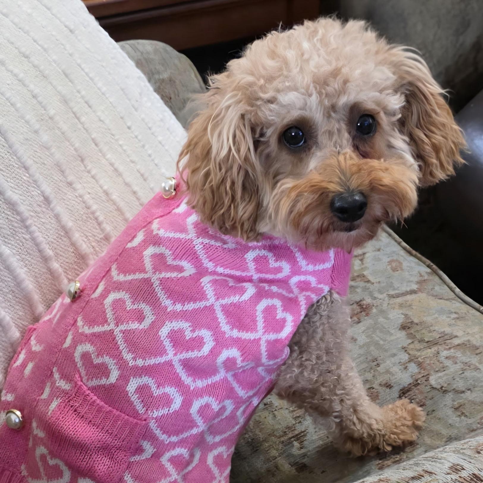 Enlarge Gentry, a Adoptable Poodle in Hartland, WI image 3/5
