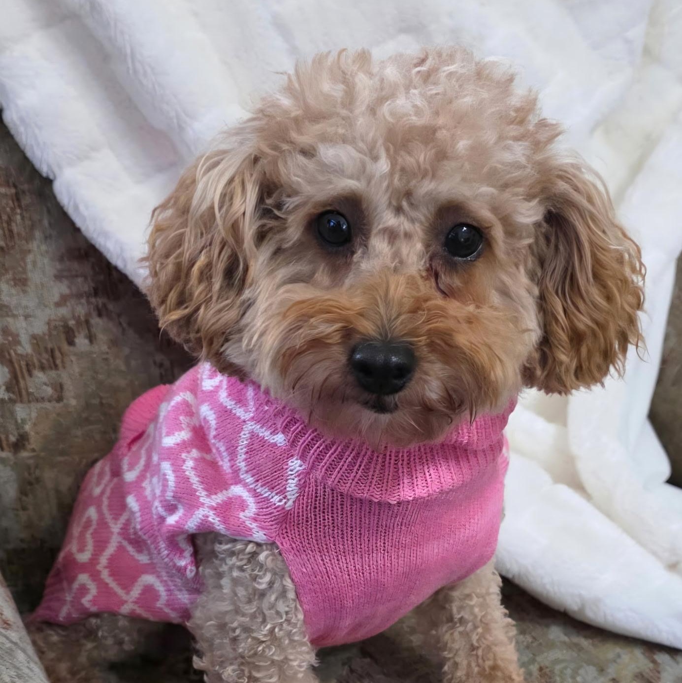Enlarge Gentry, a Adoptable Poodle in Hartland, WI image 4/5