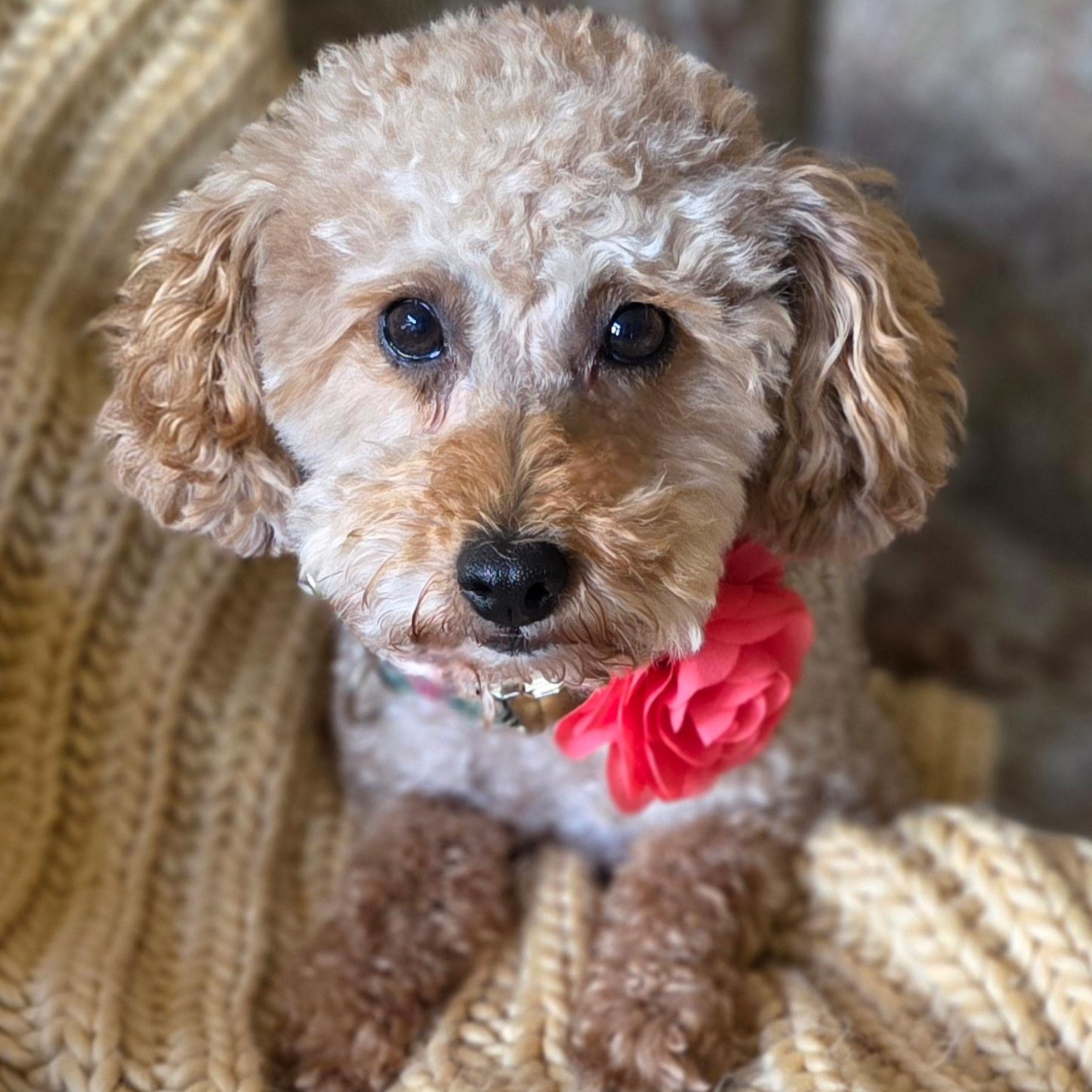Gentry, Adoptable, Young Female Poodle.