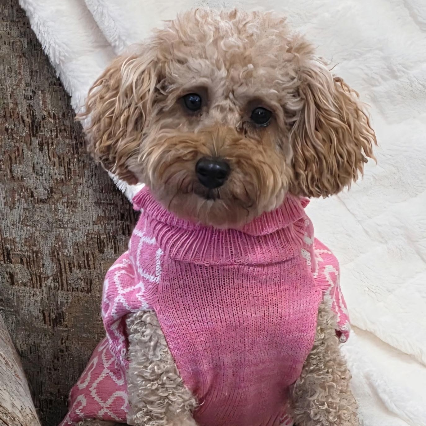 Enlarge Gentry, a Adoptable Poodle in Hartland, WI image 1/5