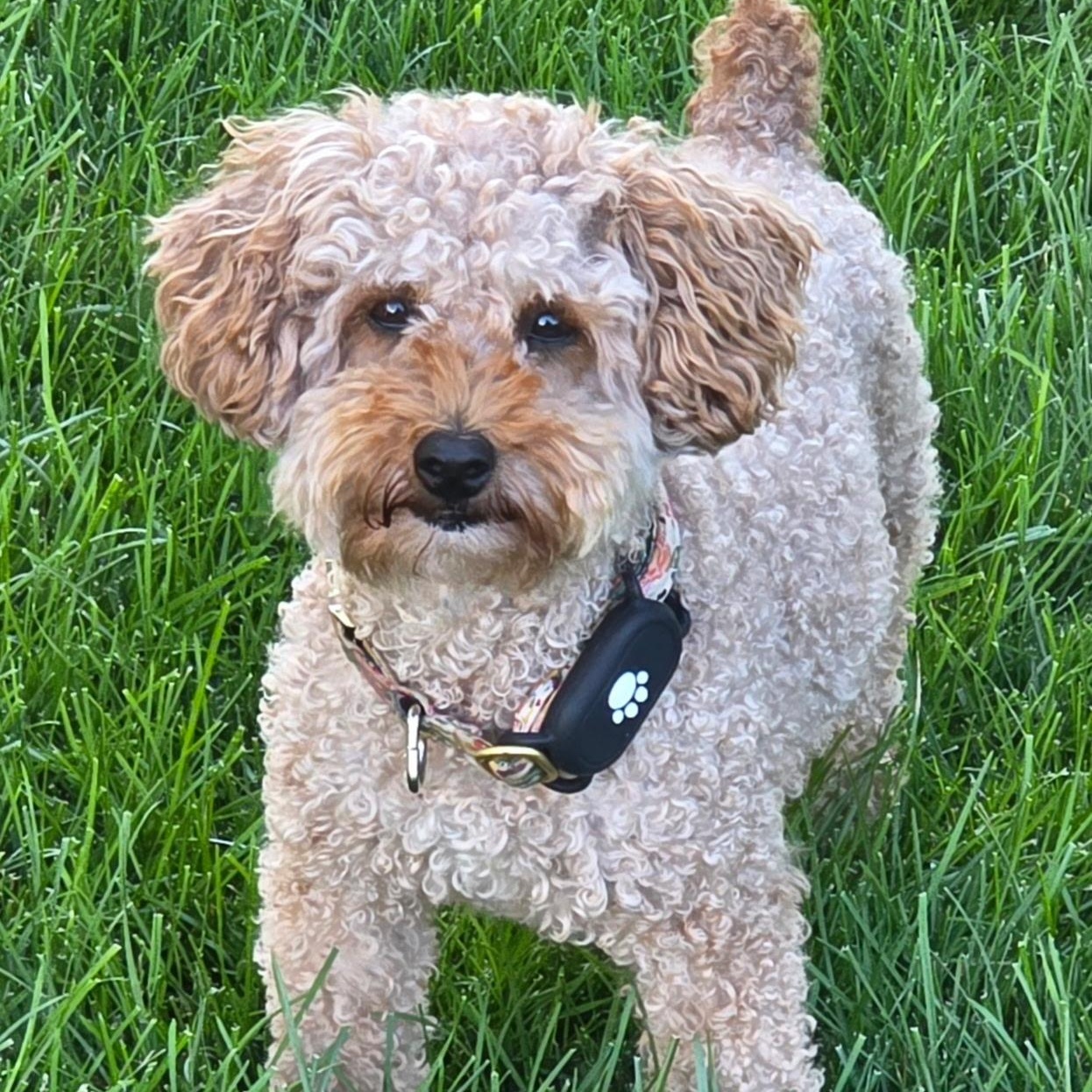 Gentry, a Adoptable Poodle in Hartland, WI image 2/6