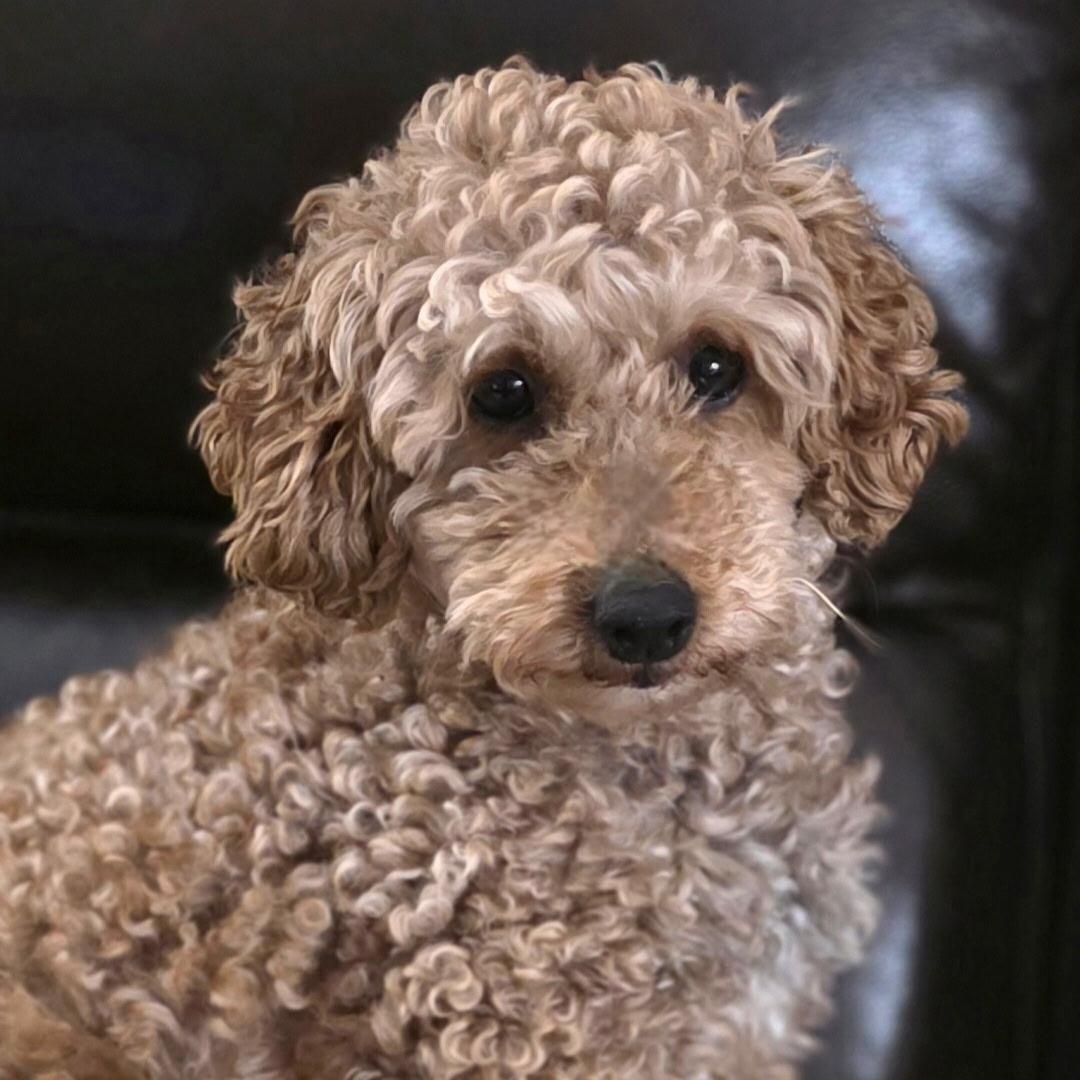 Enlarge Gentry, a Adoptable Poodle in Hartland, WI image 4/6