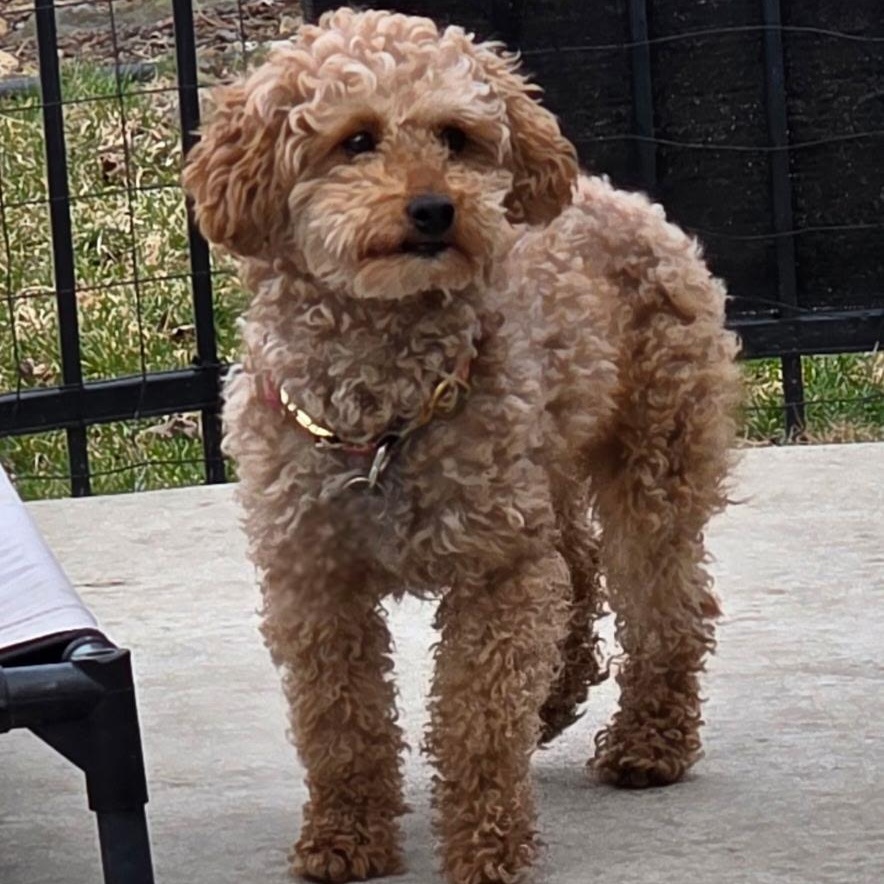 Enlarge Gentry, a Adoptable Poodle in Hartland, WI image 2/6