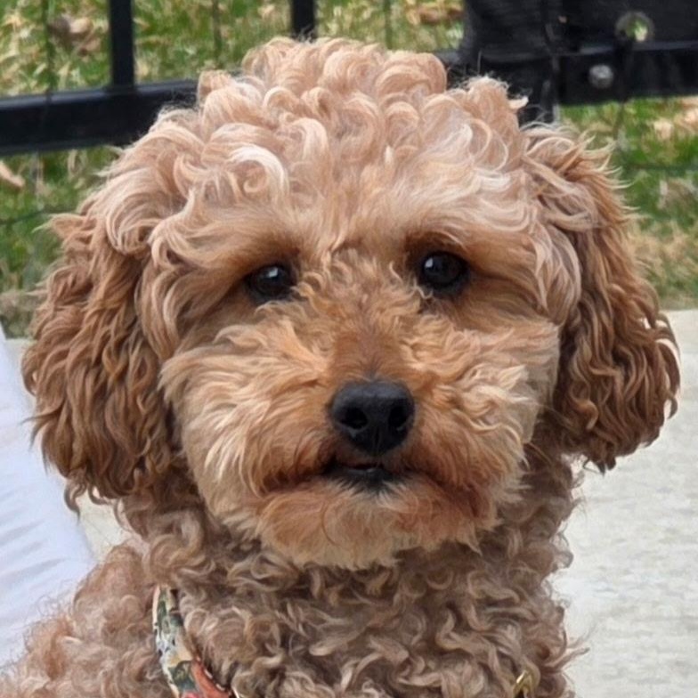 Gentry, Adoptable, Young Female Poodle.