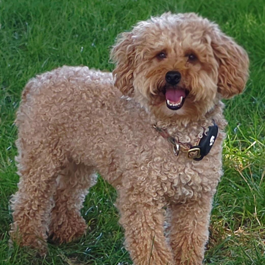 Enlarge Gentry, a Adoptable Poodle in Hartland, WI image 4/6