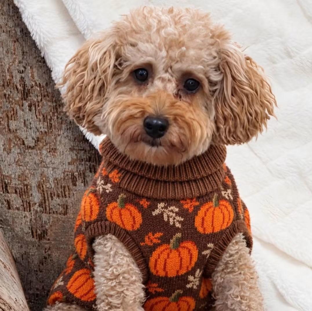 Gentry, Adoptable, Young Female Poodle.