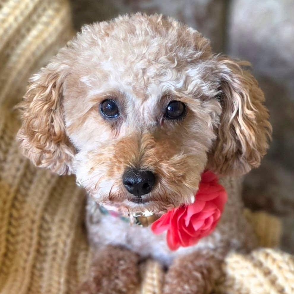 Enlarge Gentry, a Adoptable Poodle in Hartland, WI image 5/6