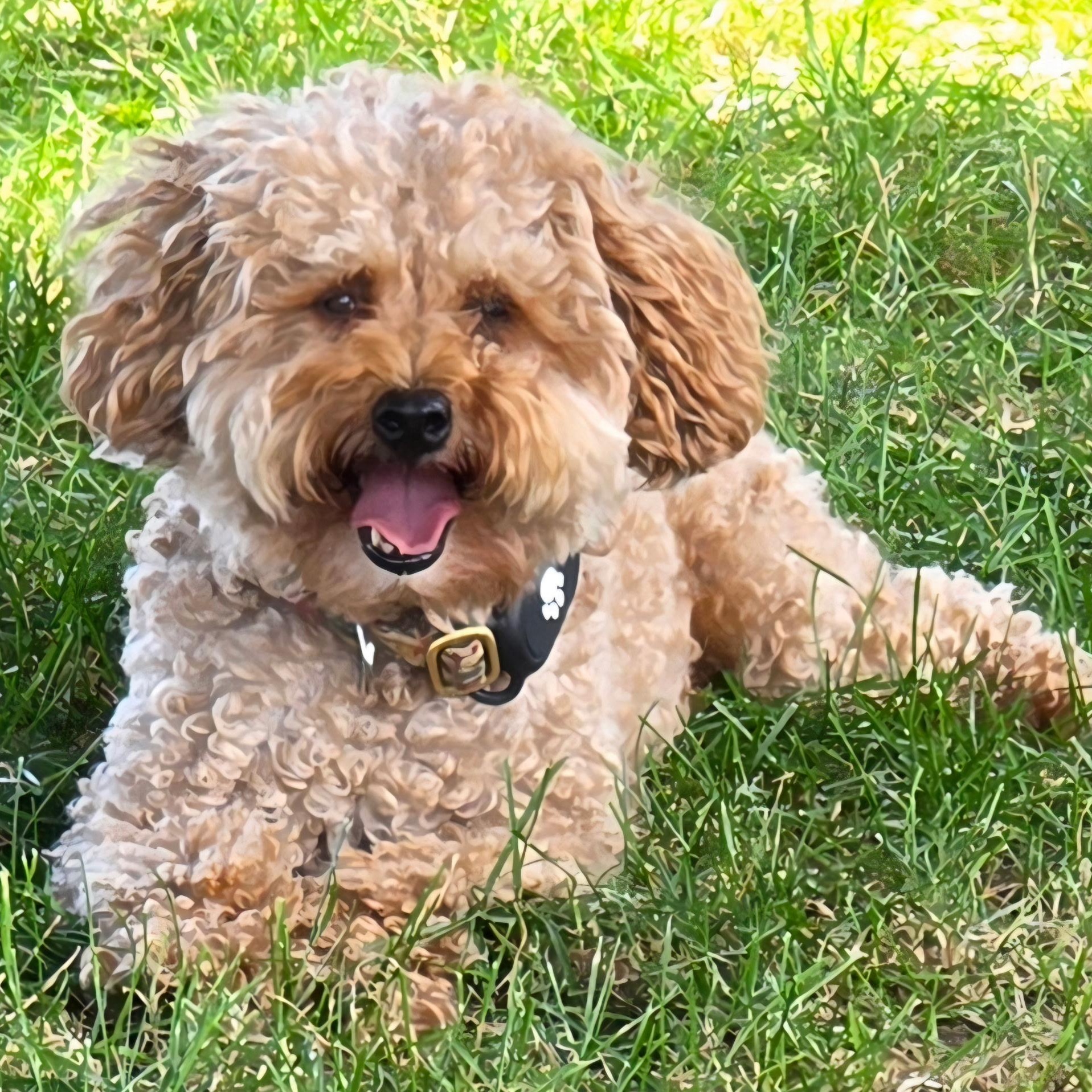 Enlarge Gentry, a Adoptable Poodle in Hartland, WI image 2/6