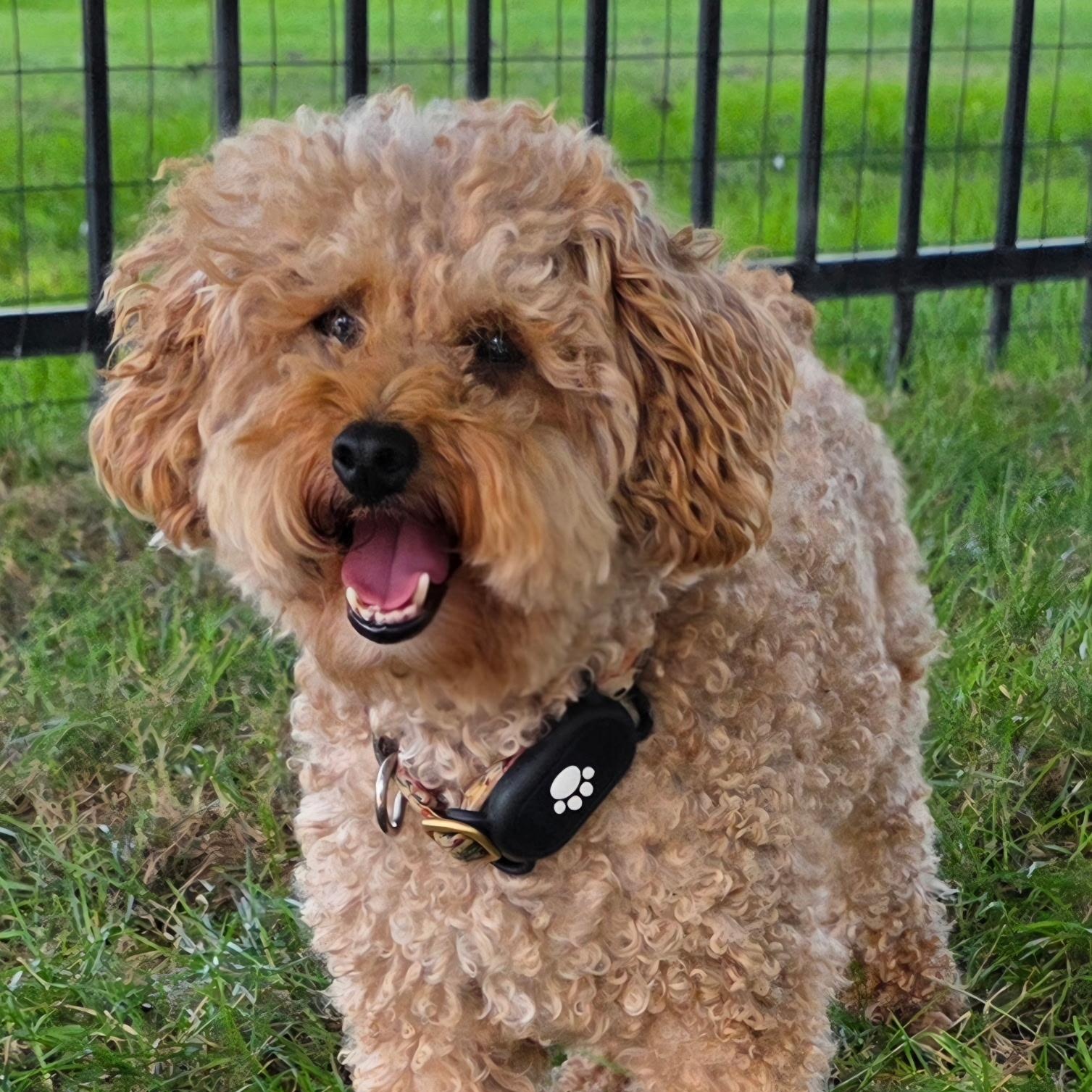 Gentry, Adoptable, Young Female Poodle.