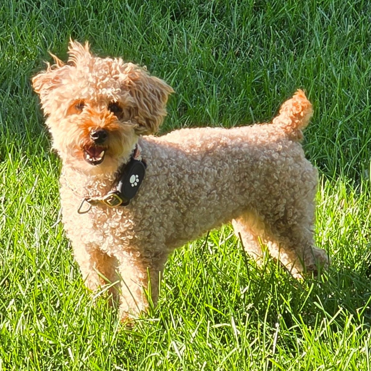 Gentry, a Adoptable Poodle in Hartland, WI image 3/6