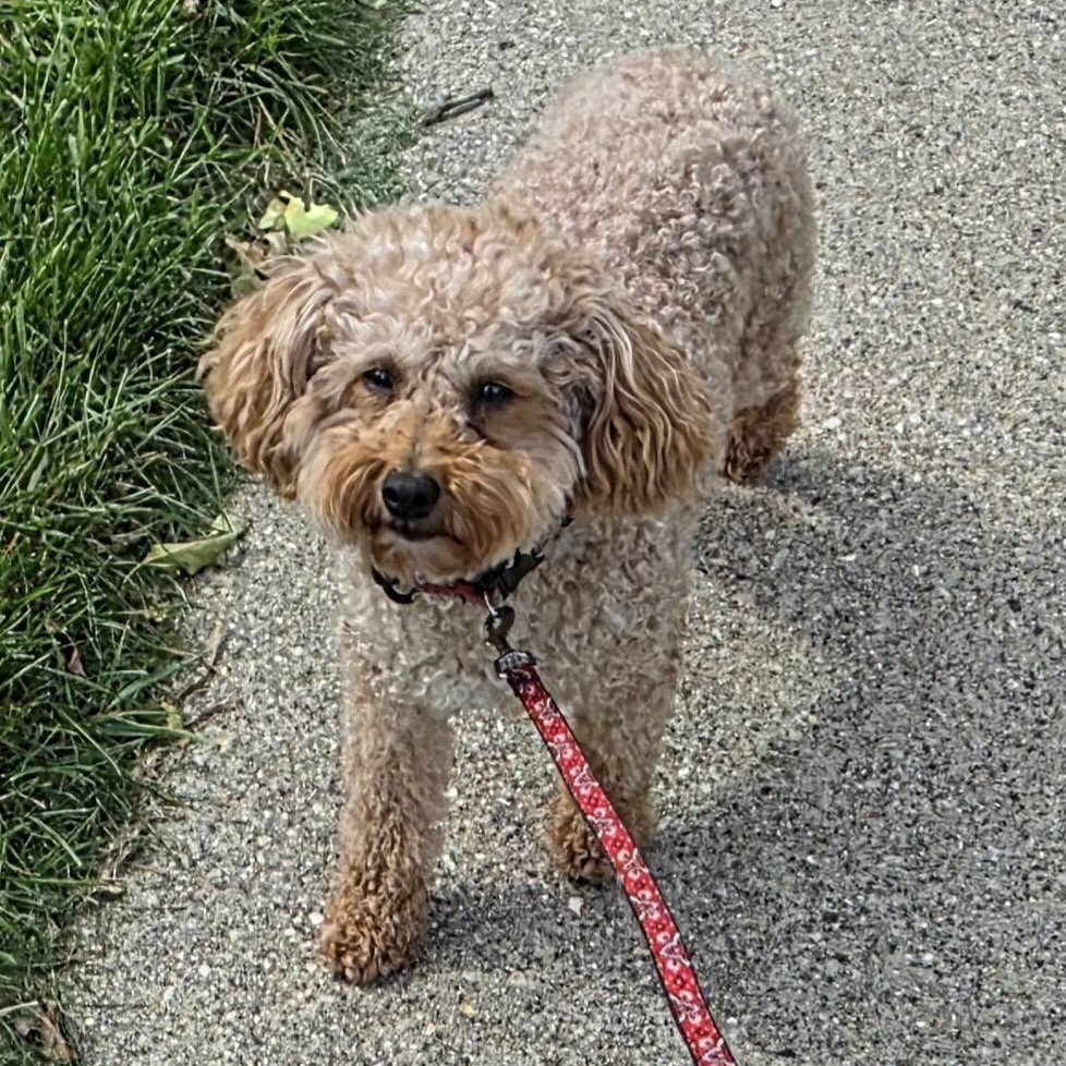 Enlarge Gentry, a Adoptable Poodle in Hartland, WI image 6/6