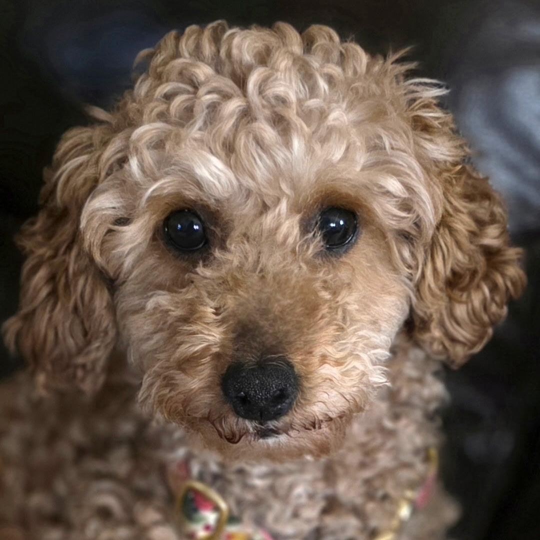 Gentry, Adoptable, Young Female Poodle.