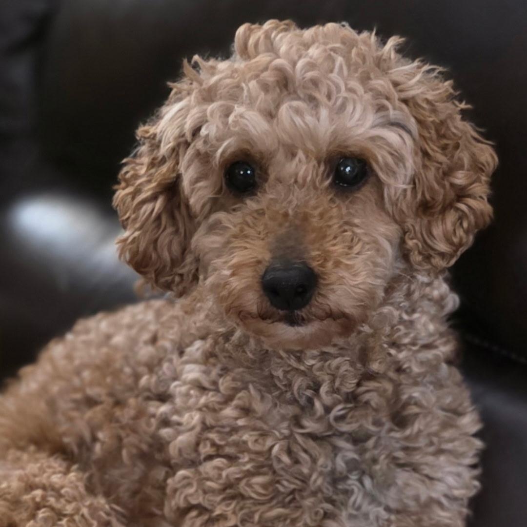 Enlarge Gentry, a Adoptable Poodle in Hartland, WI image 2/6
