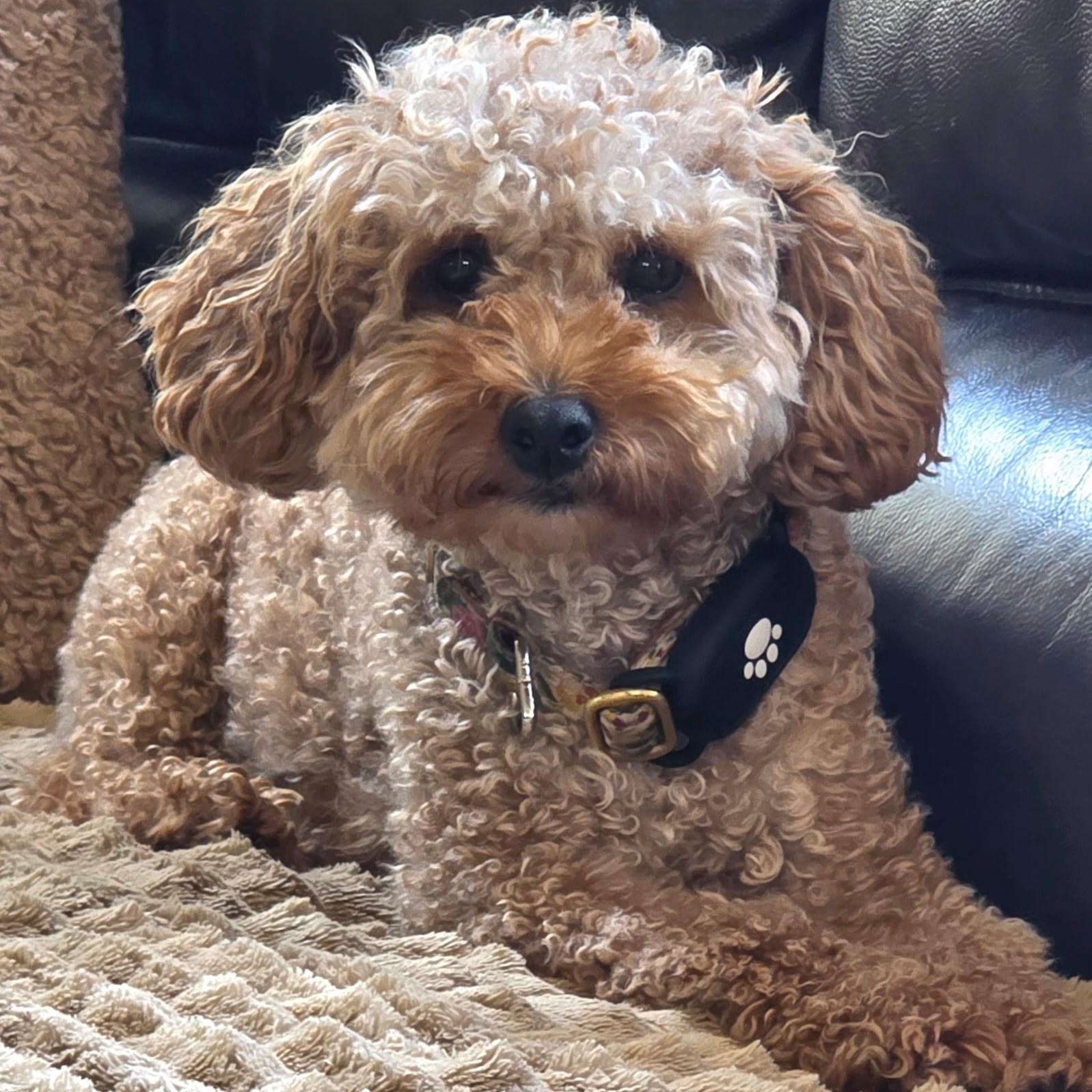 Gentry, Adoptable, Young Female Poodle.
