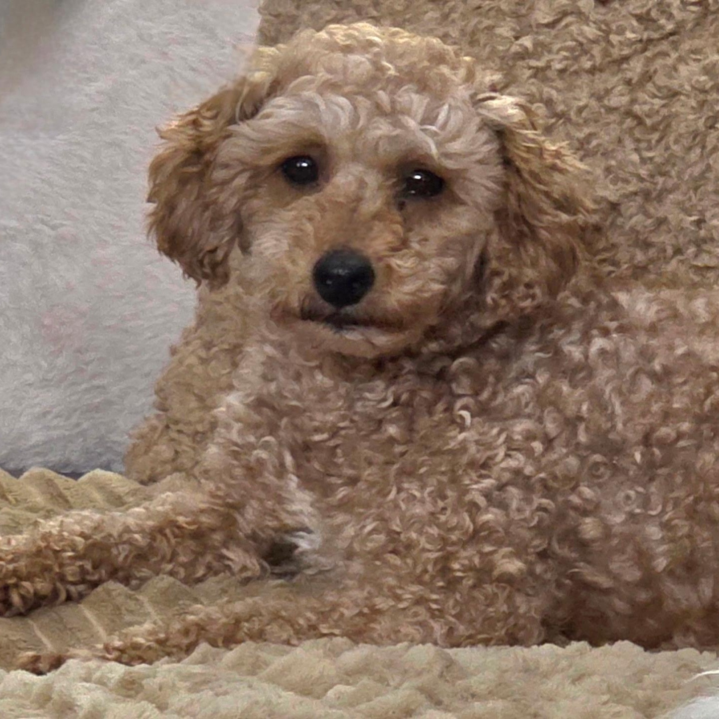Enlarge Gentry, a Adoptable Poodle in Hartland, WI image 3/6