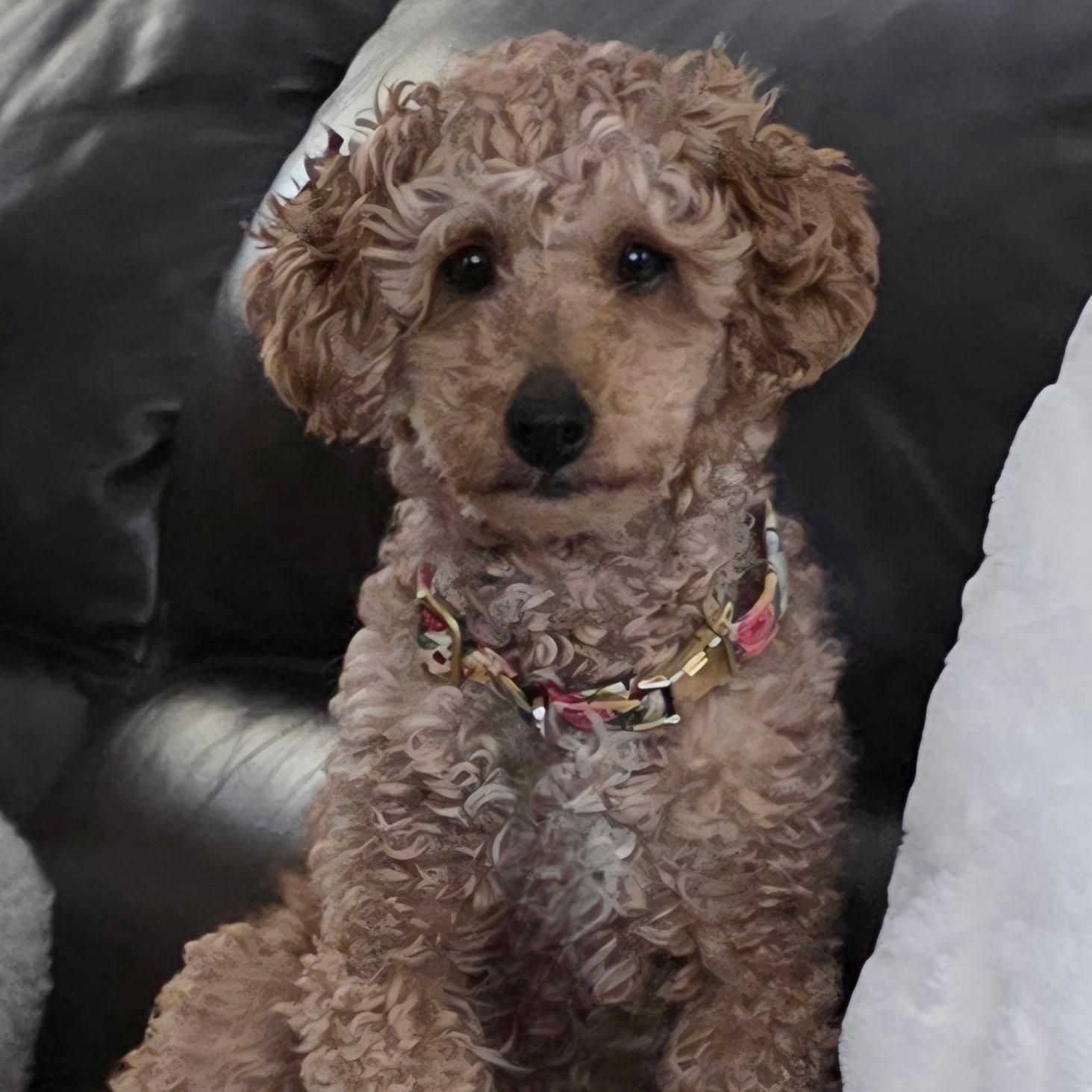 Enlarge Gentry, a Adoptable Poodle in Hartland, WI image 5/6