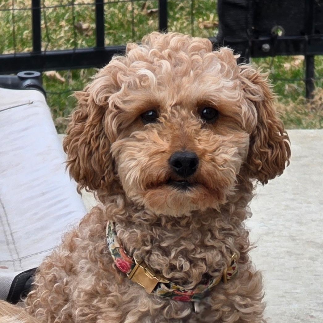 Gentry, Adoptable, Young Female Poodle.