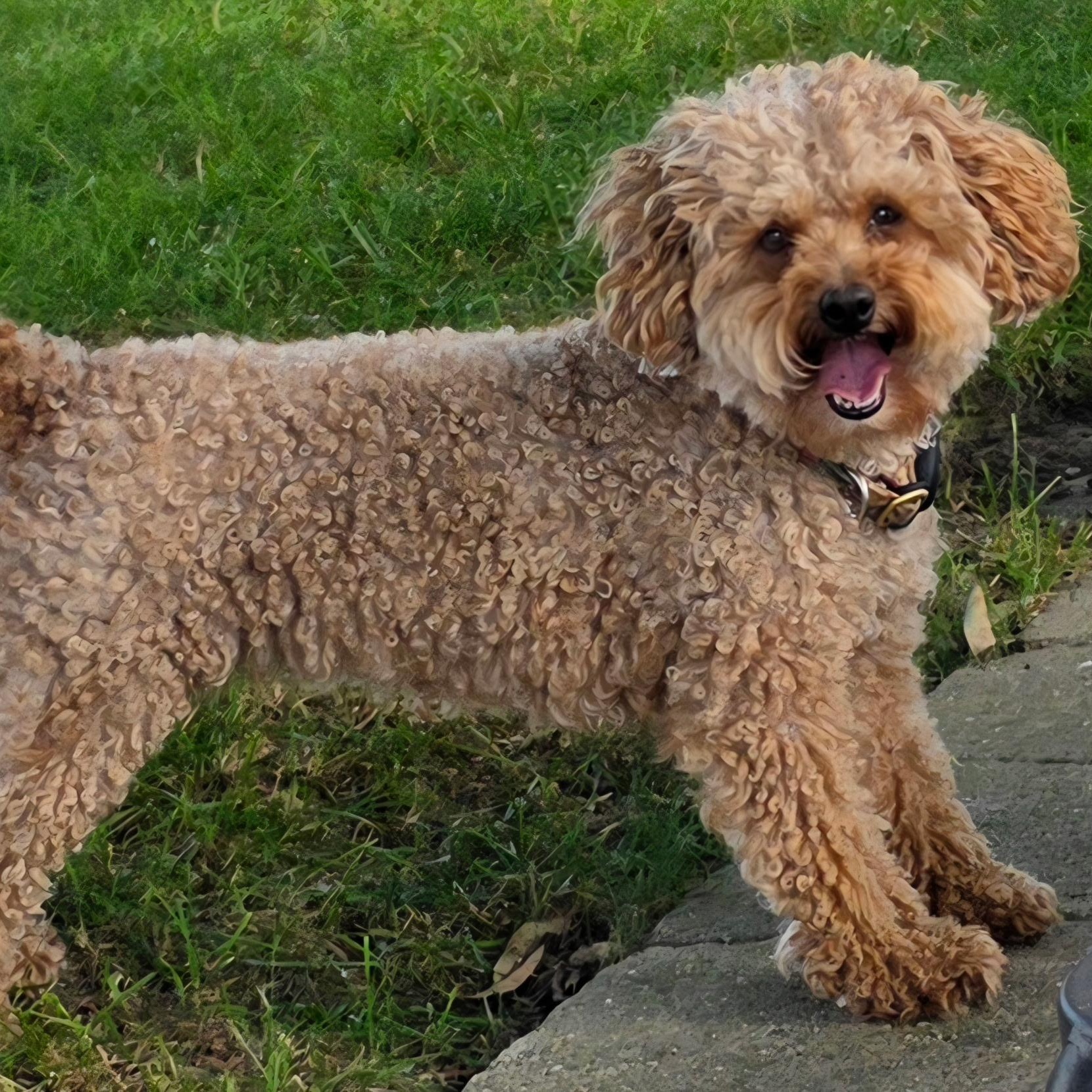 Enlarge Gentry, a Adoptable Poodle in Hartland, WI image 5/6