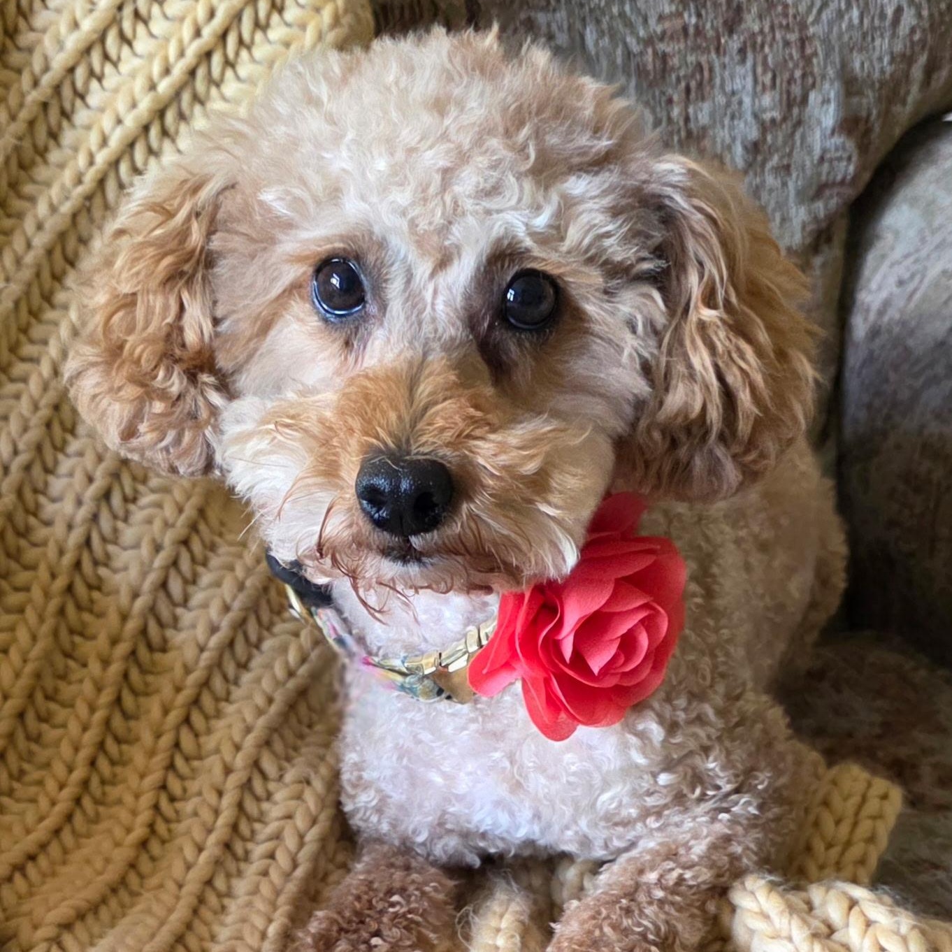 Gentry, a Adoptable Poodle in Hartland, WI image 3/5