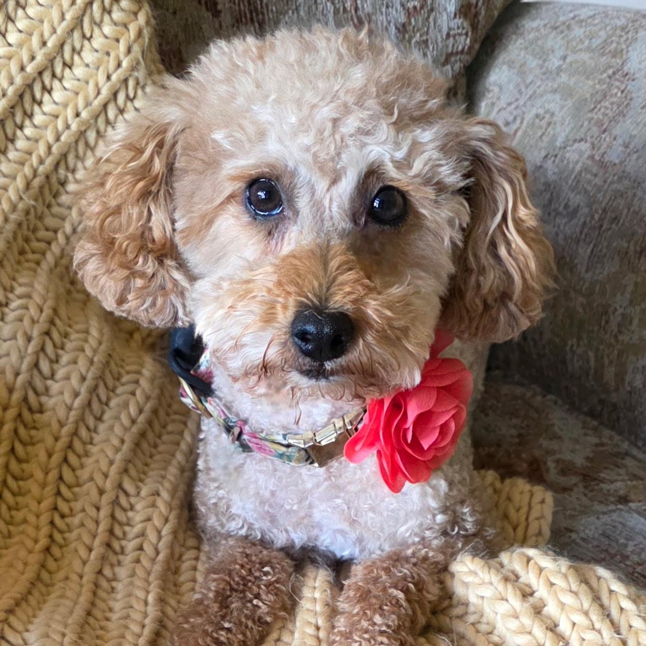 Gentry, a Adoptable Poodle in Hartland, WI image 2/5