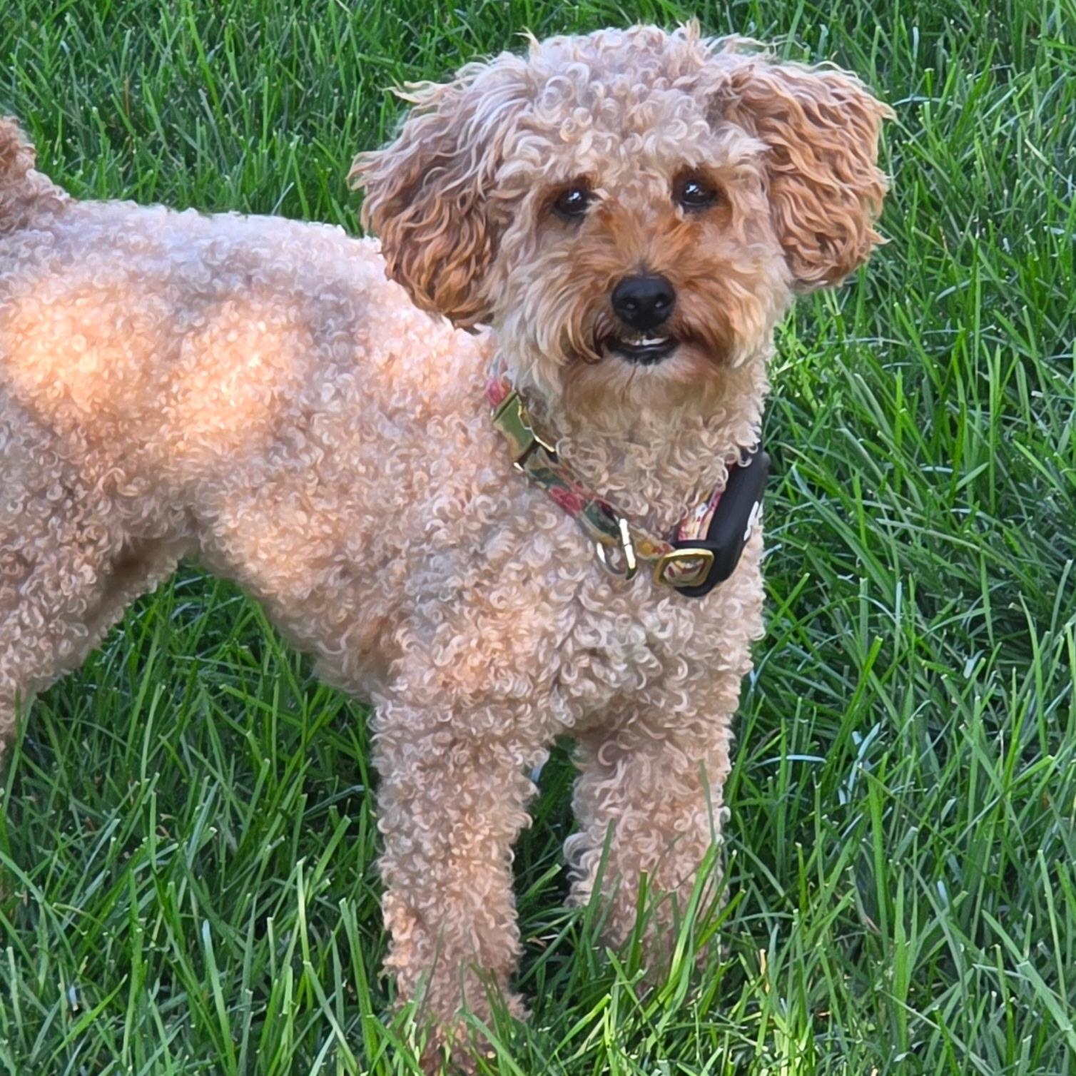 Gentry, a Adoptable Poodle in Hartland, WI image 4/6