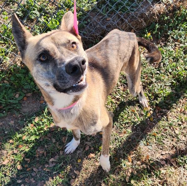 Peaches, Adoptable, Young Female German Shepherd Dog.