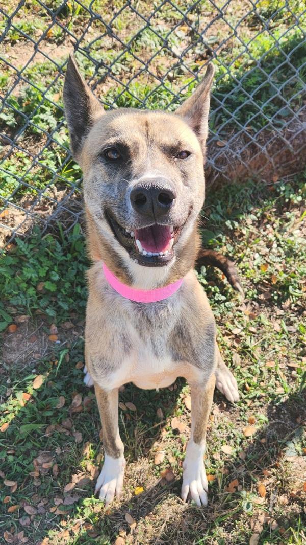 Enlarge Peaches, a Adoptable mixed breed in Austin, TX image 2/4