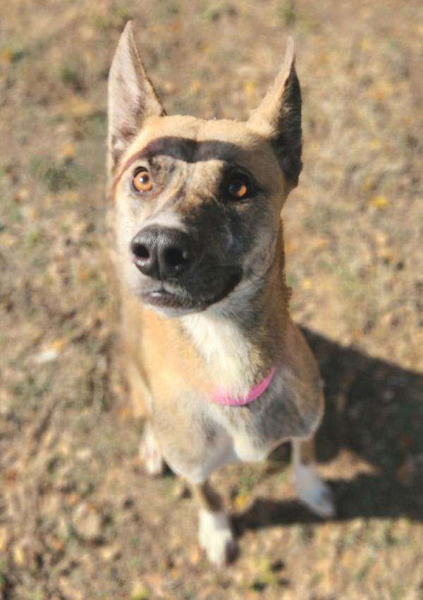 Enlarge Peaches, a Adoptable mixed breed in Austin, TX image 3/4