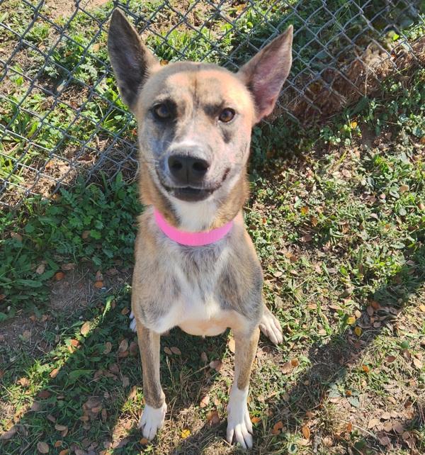 Enlarge Peaches, a Adoptable mixed breed in Austin, TX image 4/4