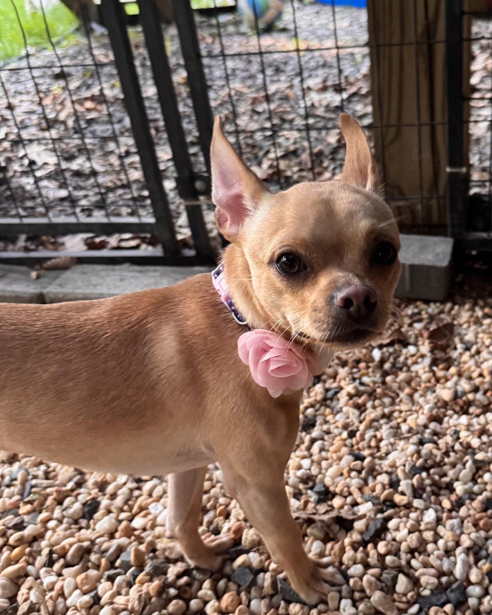 Tilly, adopted, Young Female Chihuahua.