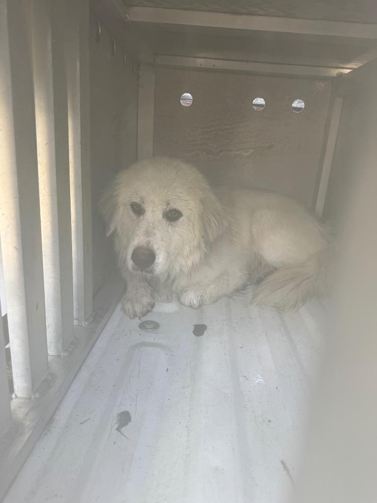 Bull, Adopted, Adult Female Great Pyrenees.