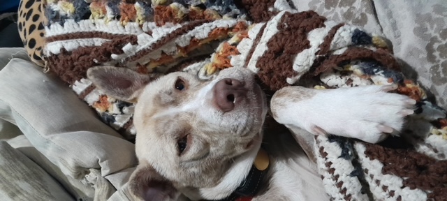 Ladybug, a Adoptable mixed breed in Naperville, IL image 1/3