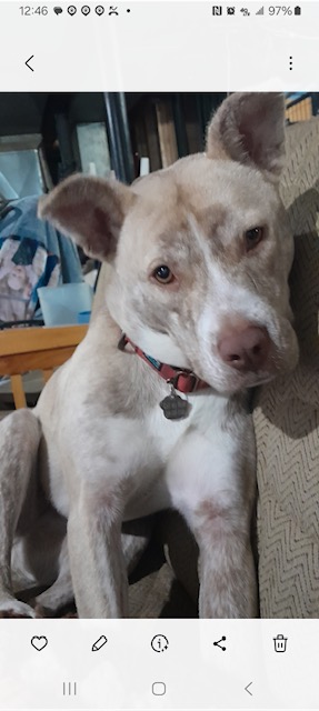 Ladybug, a Adoptable mixed breed in Naperville, IL image 2/3