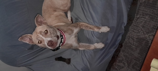 Ladybug, a Adoptable mixed breed in Naperville, IL image 3/3