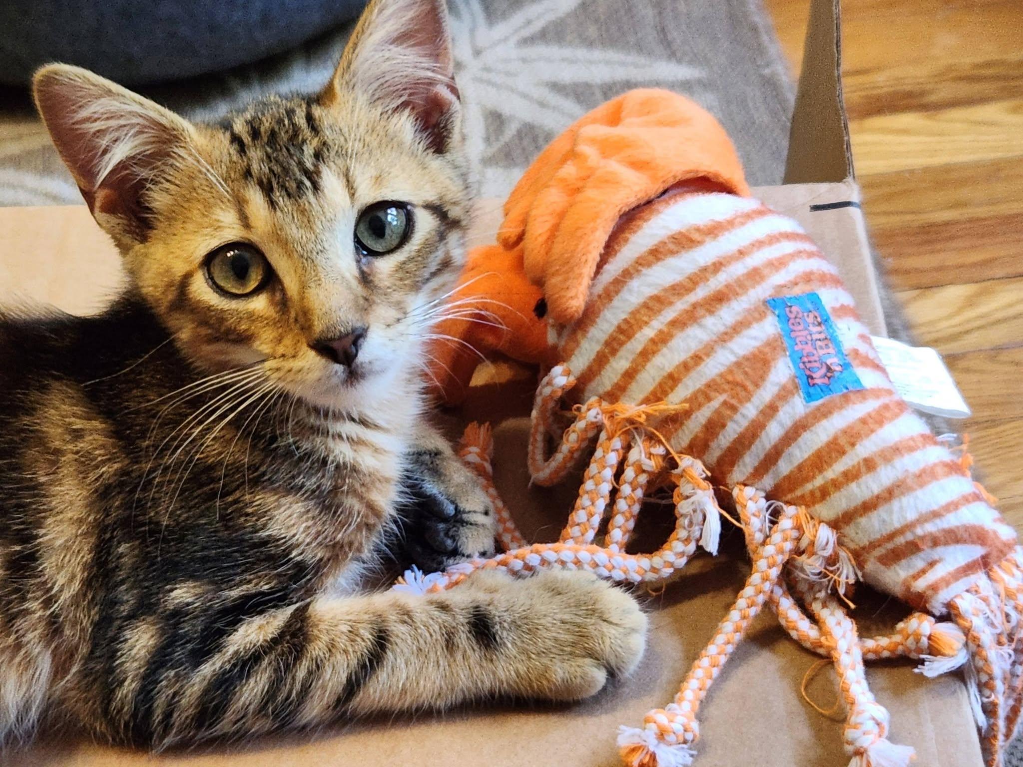 Dodger, ADOPTABLE, Kitten Male Domestic Short Hair.
