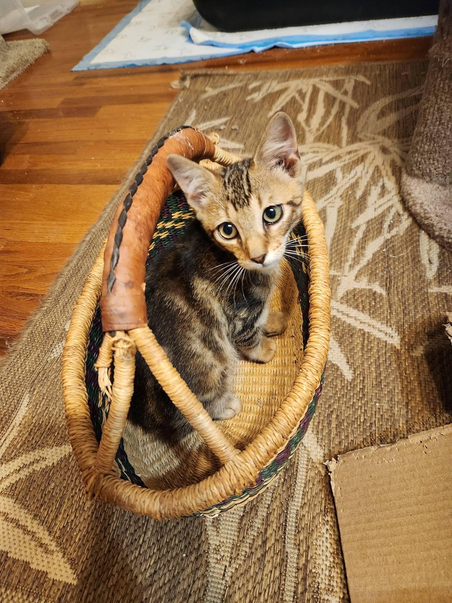 Dodger, a ADOPTABLE Domestic Short Hair in Watkinsville, GA image 3/6
