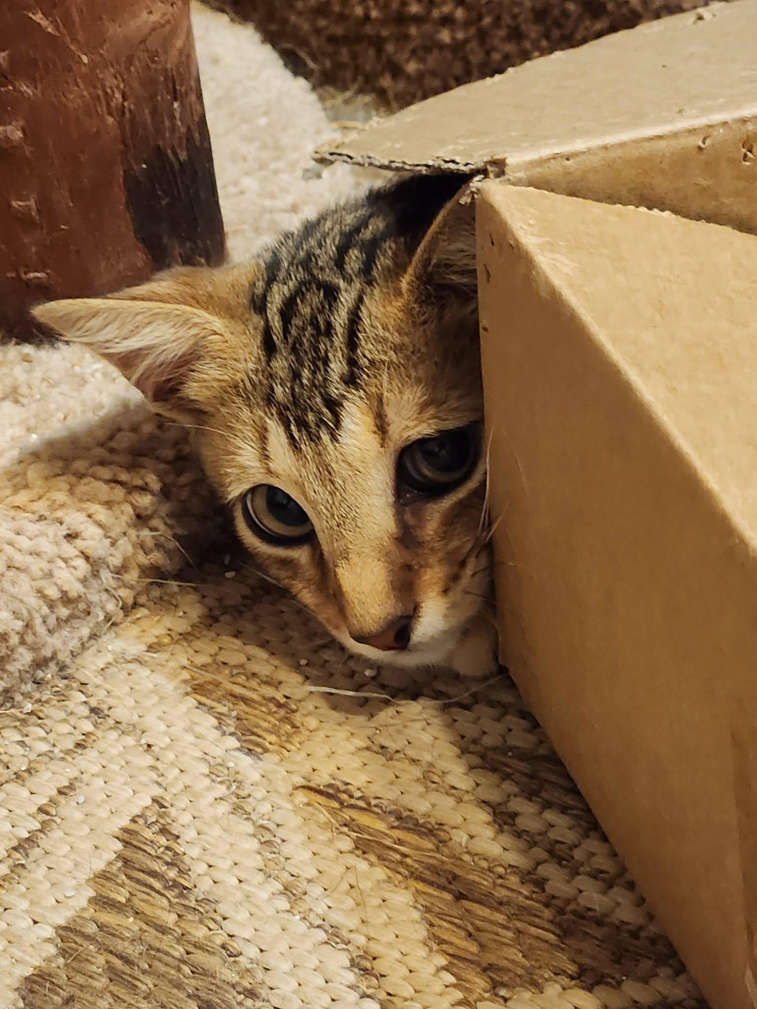 Dodger, a ADOPTABLE Domestic Short Hair in Watkinsville, GA image 5/6