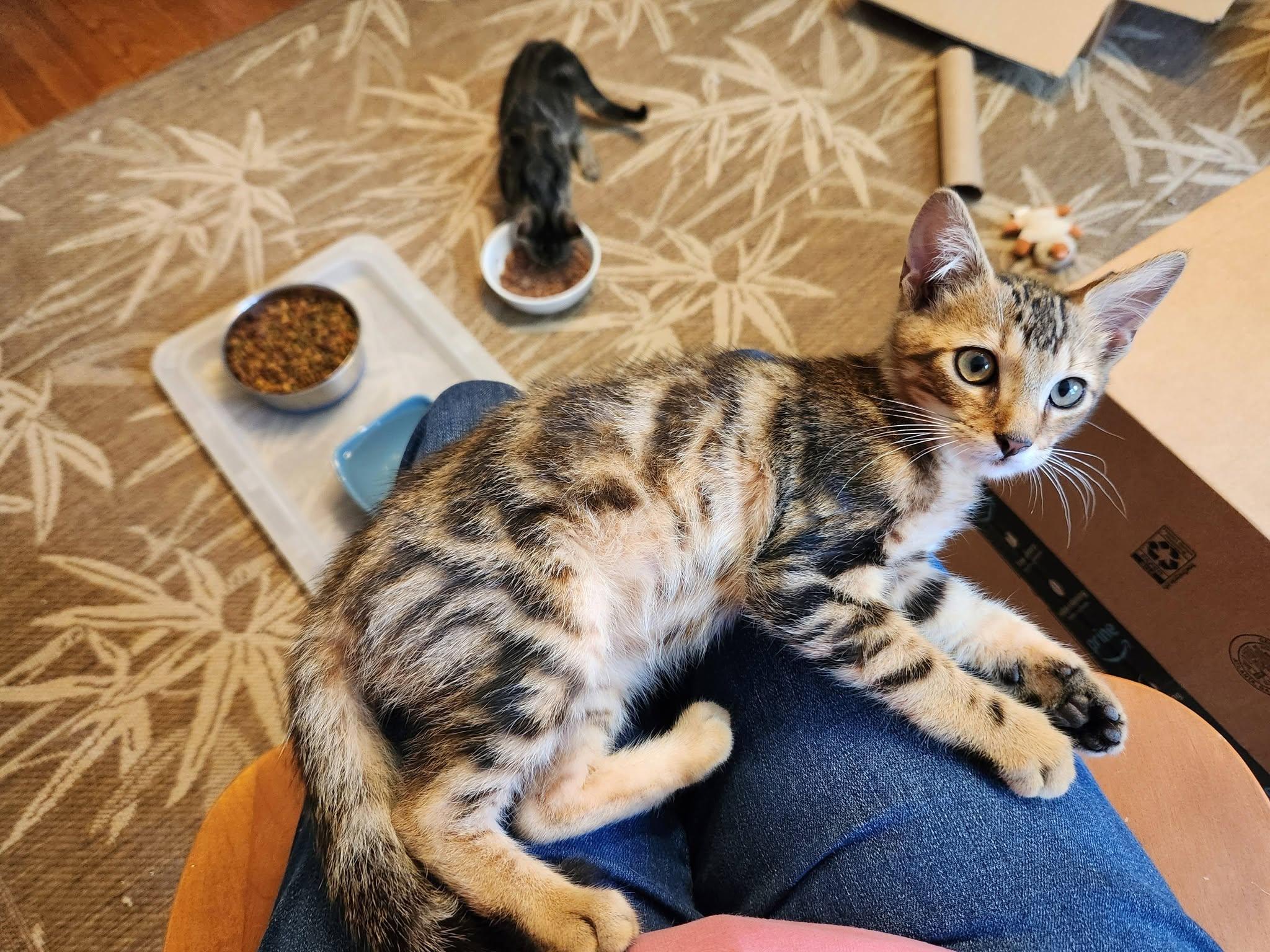 Dodger, a ADOPTABLE Domestic Short Hair in Watkinsville, GA image 4/6