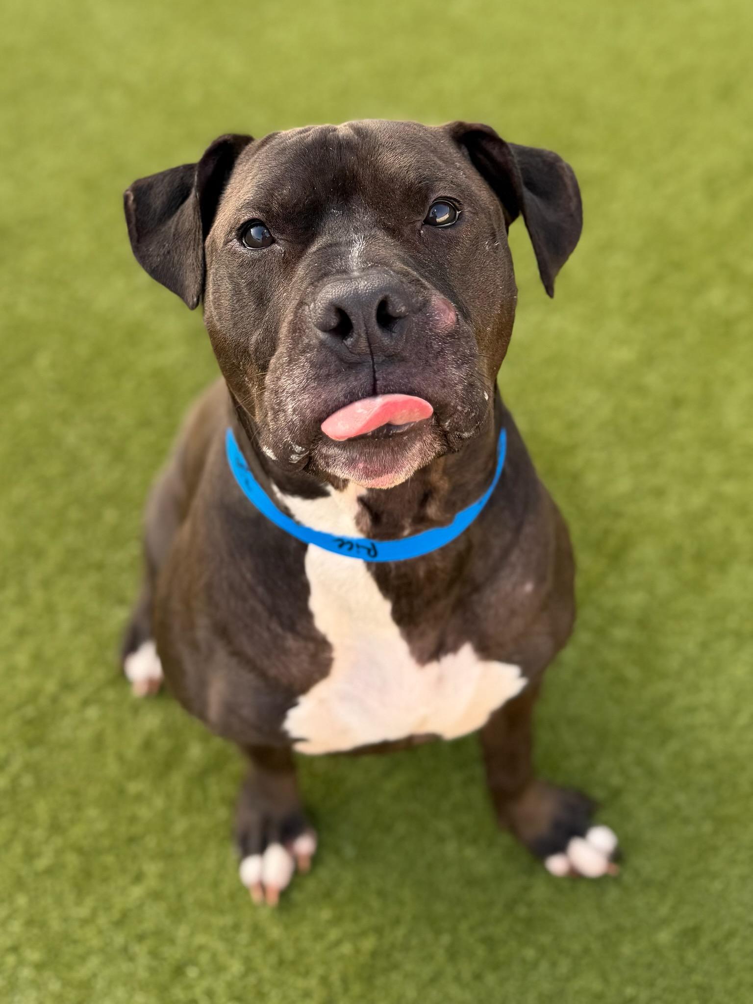 Samson, ADOPTABLE, Adult Male Pit Bull Terrier.