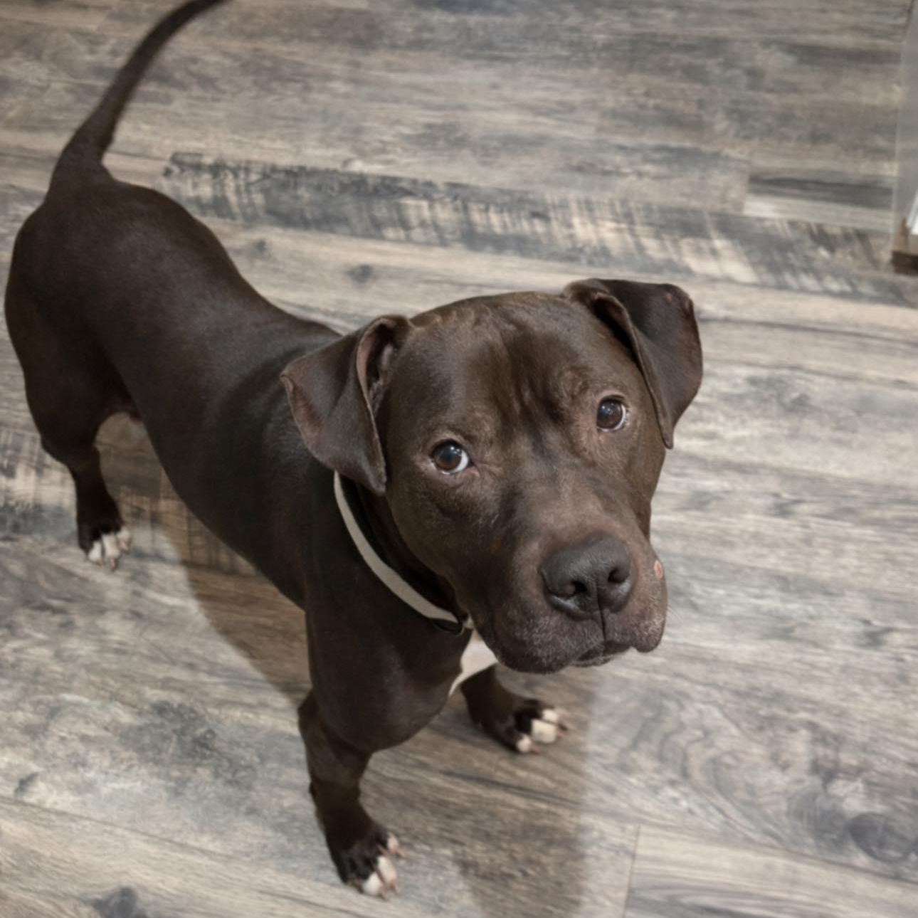 Enlarge Samson, a ADOPTABLE mixed breed in Indianapolis, IN image 1/3